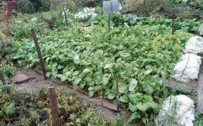 Le jardin d&rsquo;André et Christel le 18 octobre