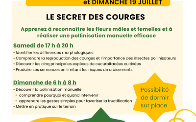 Pollinisation manuelle des courges – 17 et 18 juillet – St-André-de-Chalencon