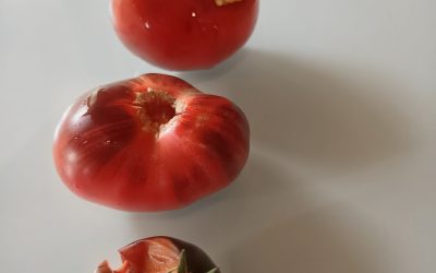 A l’insu de mon plein gré.. j’ai testé pour vous la tomate Kumato